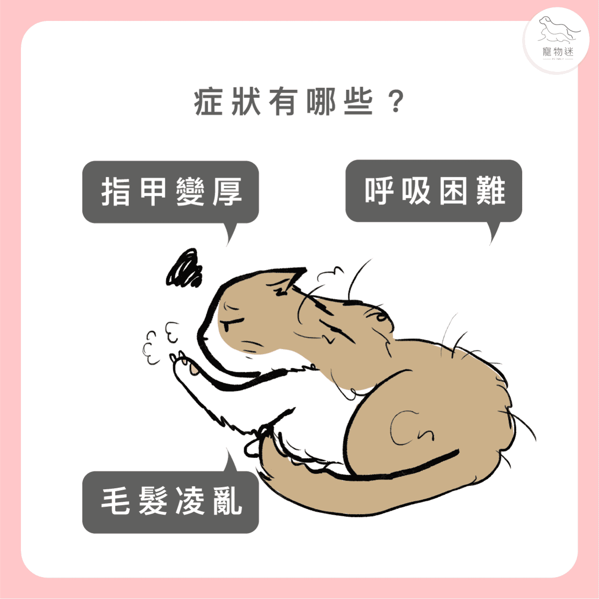 貓甲狀腺機能亢進7大症狀與3種照護方式，老貓飼主一定要知道！
