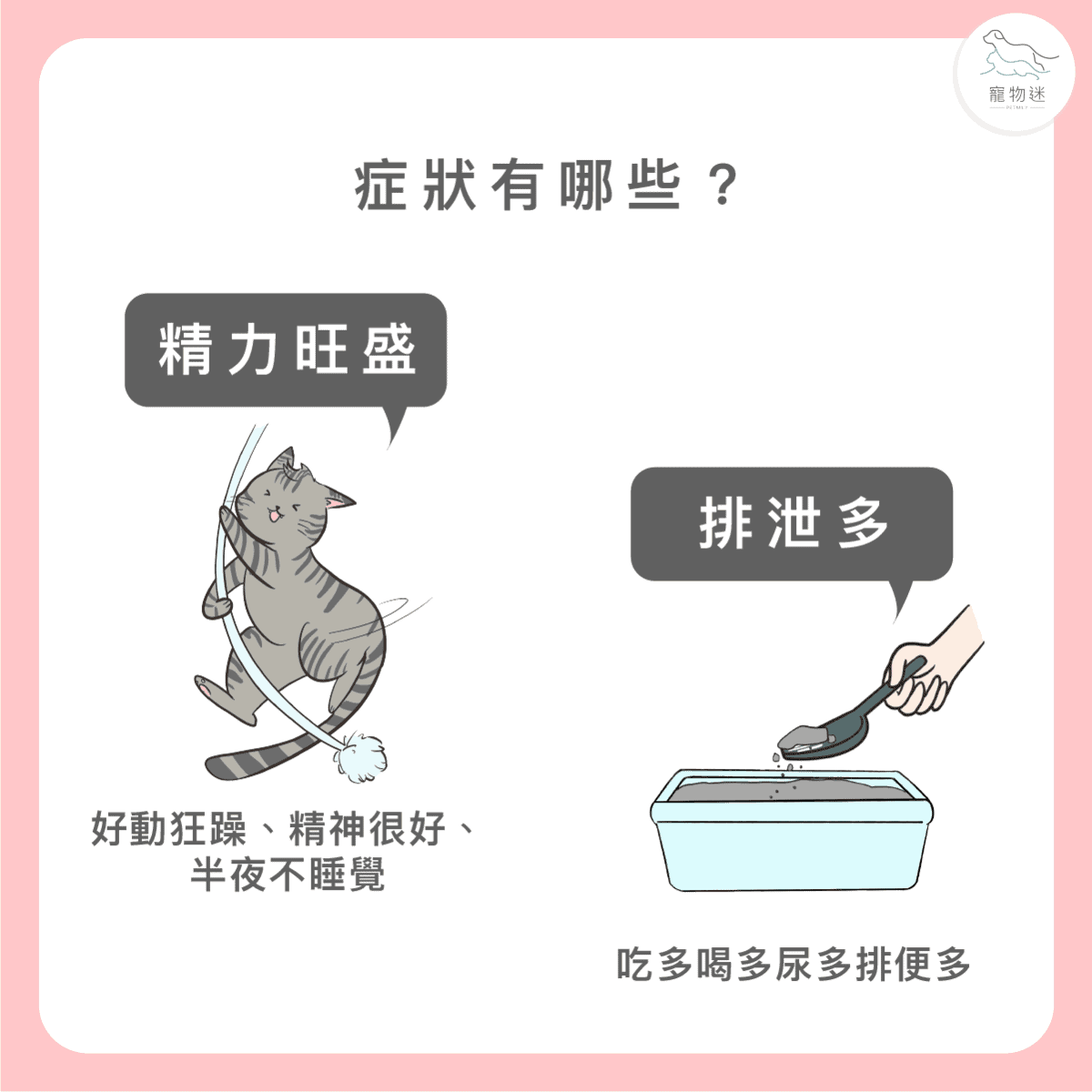 貓甲狀腺機能亢進7大症狀與3種照護方式，老貓飼主一定要知道！