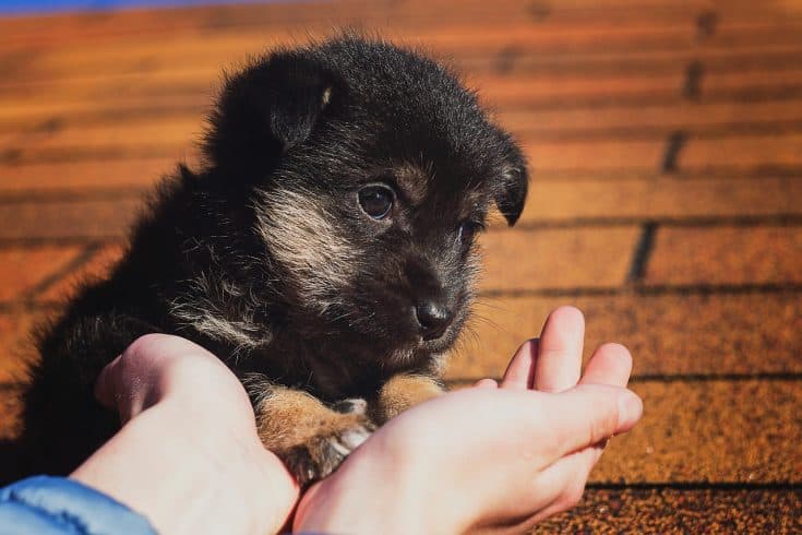 做好十件事 守護幼犬新生活（一）