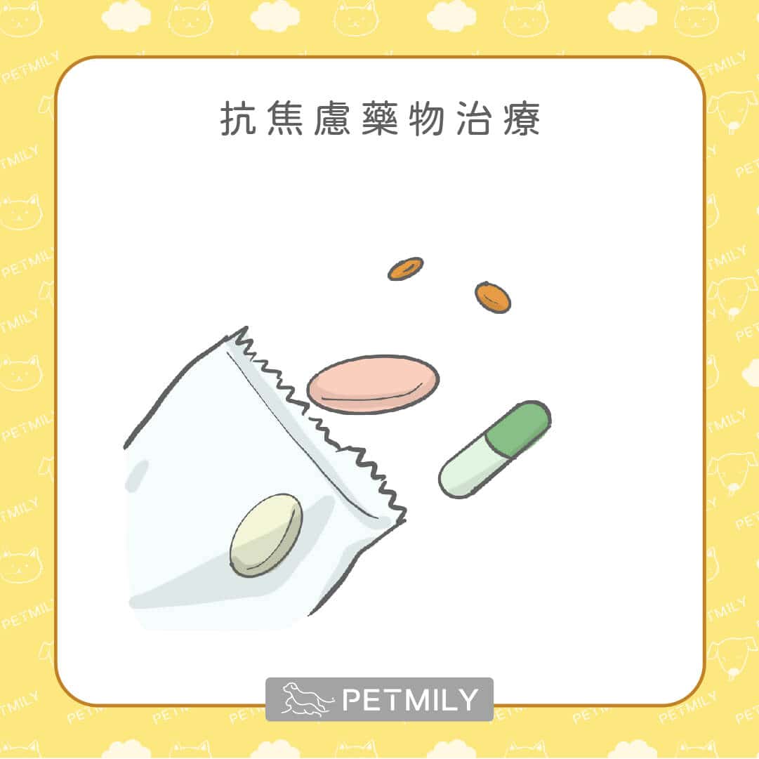 狗狗一直舔腳怎麼辦？用6招一次處理狗狗的心理性舔腳手問題！