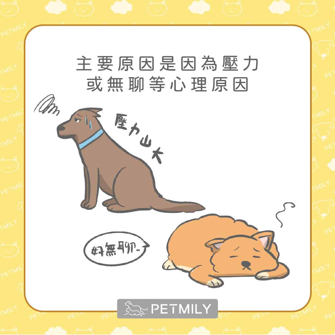 狗狗一直舔腳怎麼辦？用6招一次處理狗狗的心理性舔腳手問題！