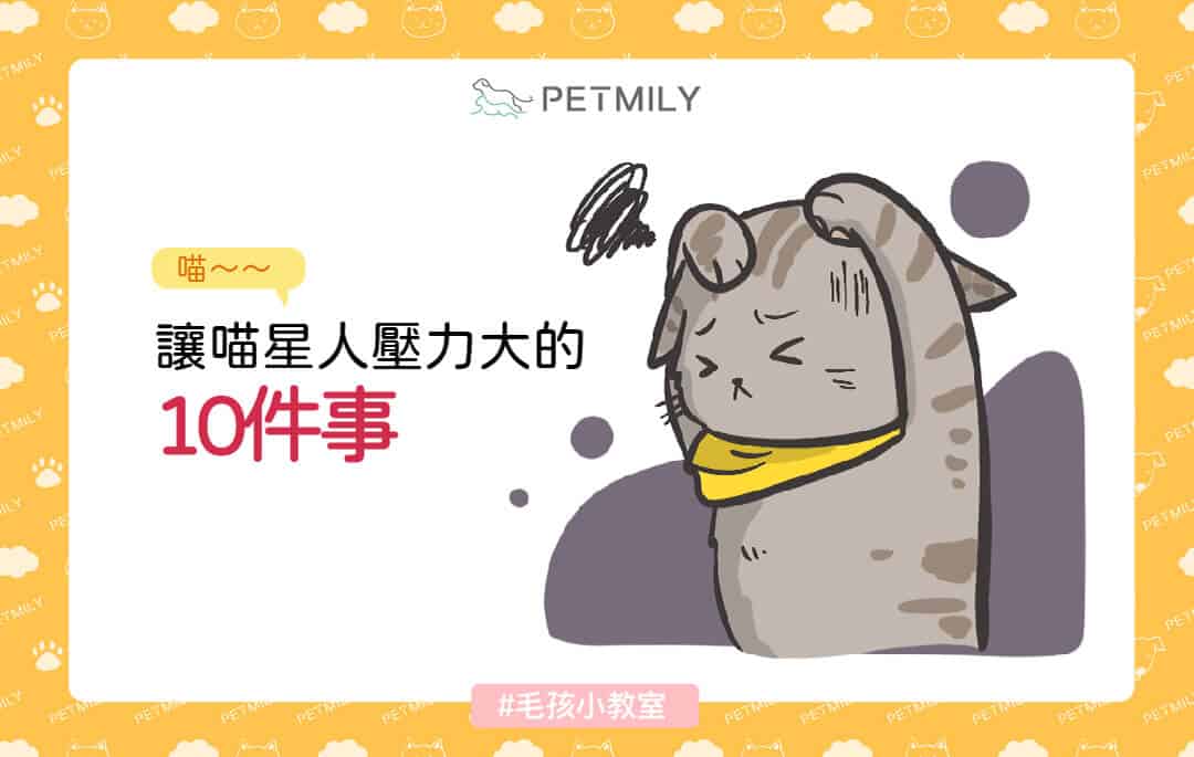 讓喵星人壓力大的10件事