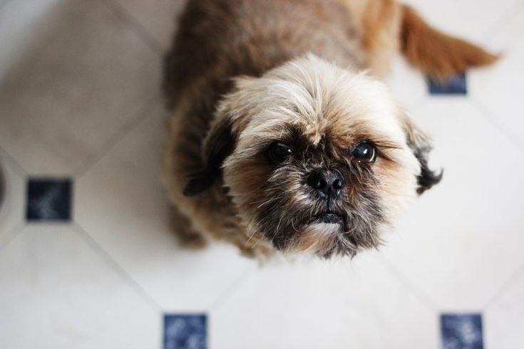 西施犬情感豐富  能傾聽主人心聲