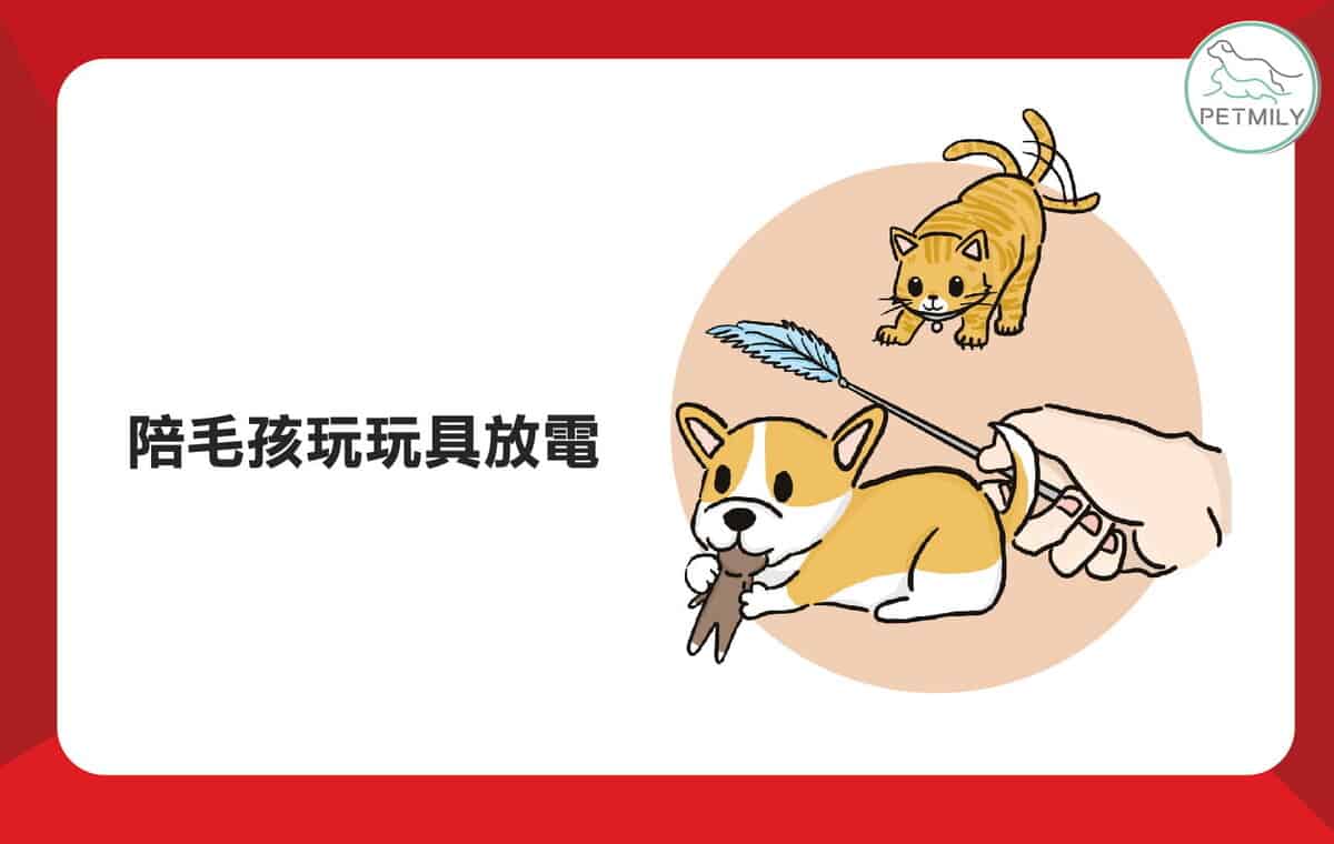 過年踩春好熱鬧！毛孩的3大壓力該怎麼紓解？