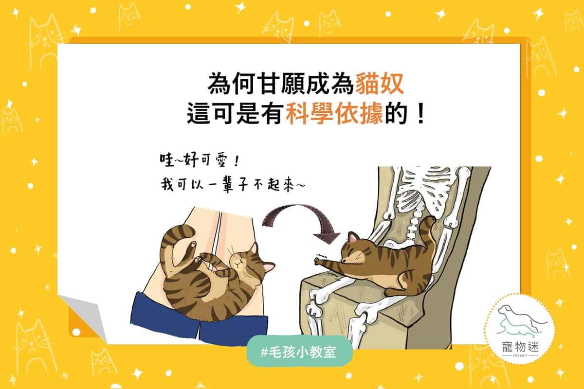 為什麼甘願當貓奴？科學揭密貓咪讓人著迷2大秘密