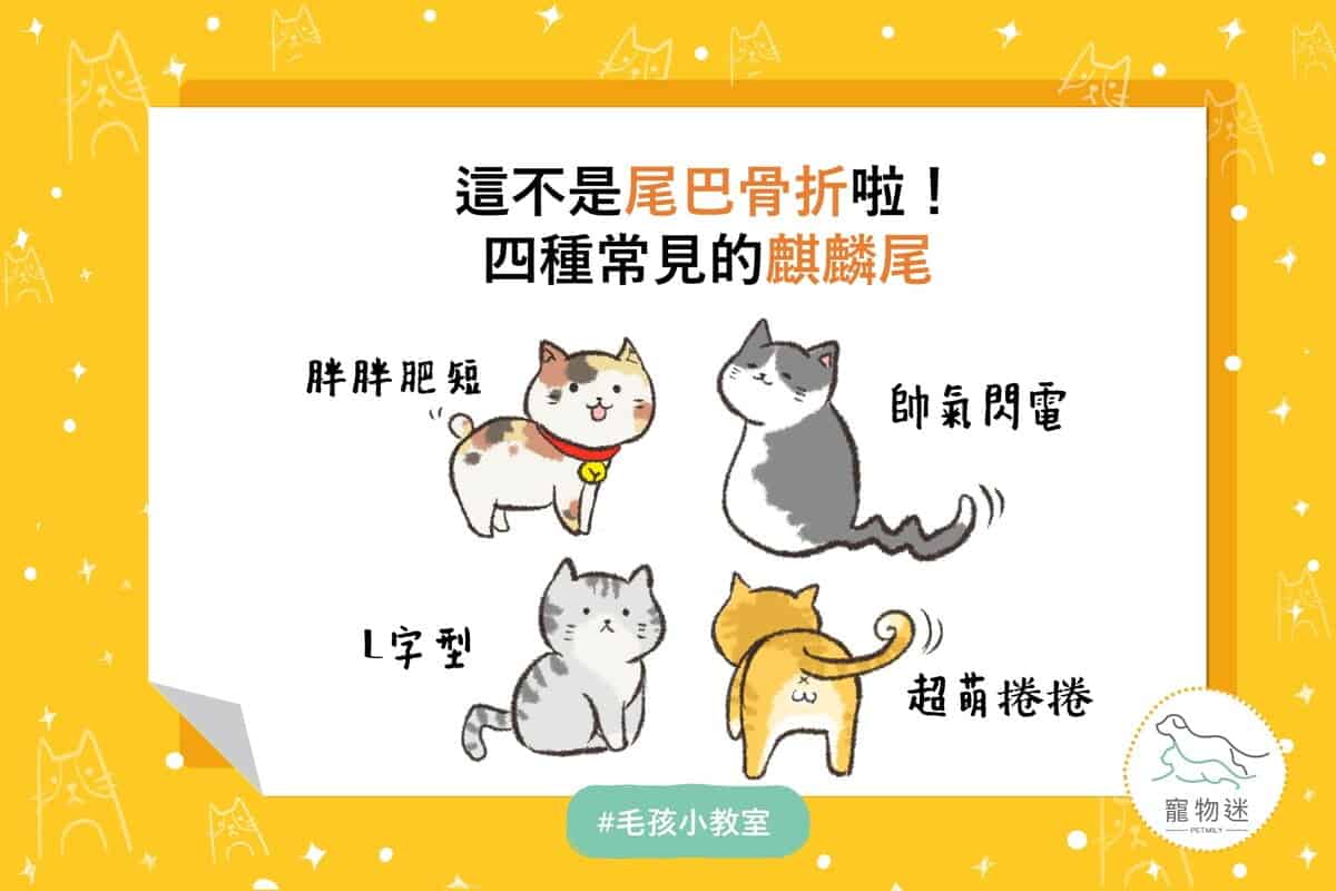 這不是尾巴骨折啦～4種常見的貓咪「貓咪麒麟尾」！