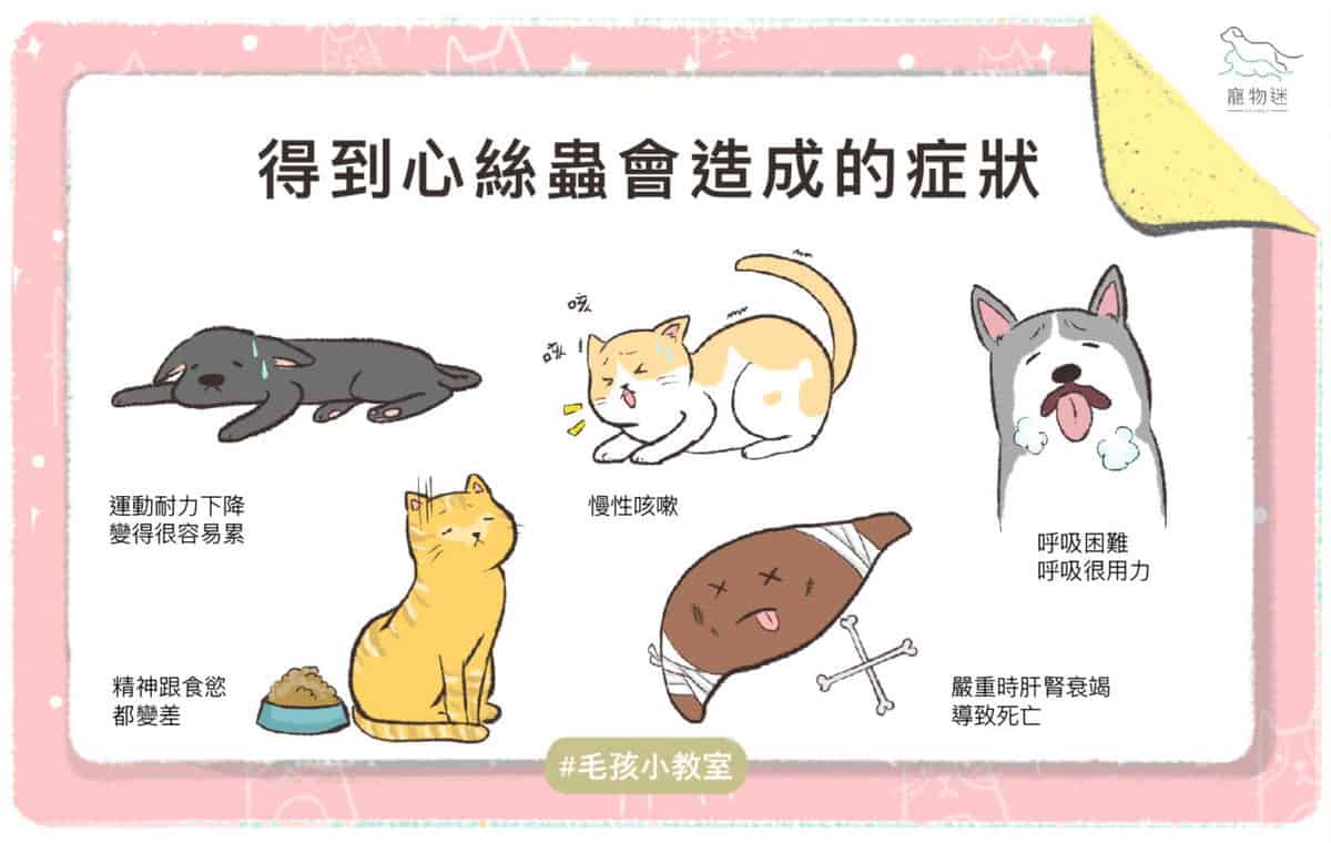 春夏心絲蟲防護指南：狗貓爸媽必學的 5 大守則