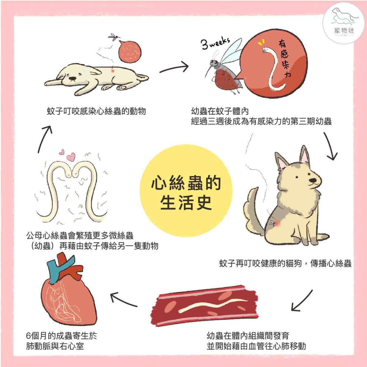 春夏心絲蟲防護指南：狗貓爸媽必學的 5 大守則
