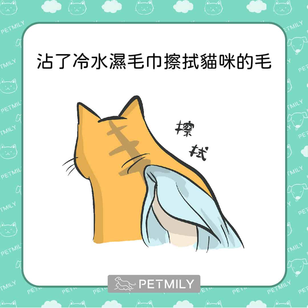 炎炎夏日，必學這11招預防貓中暑 ！