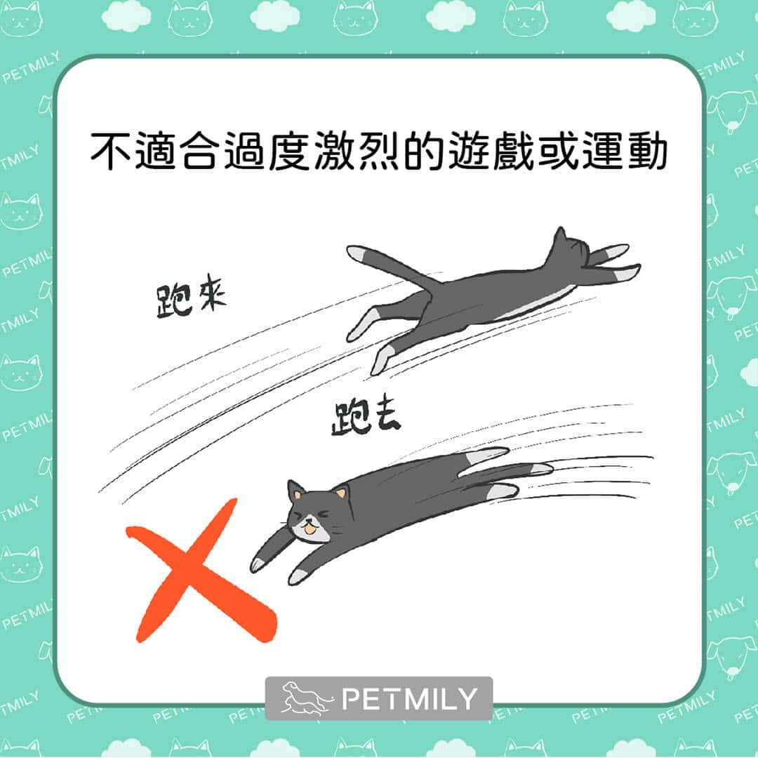 炎炎夏日，必學這11招預防貓中暑 ！