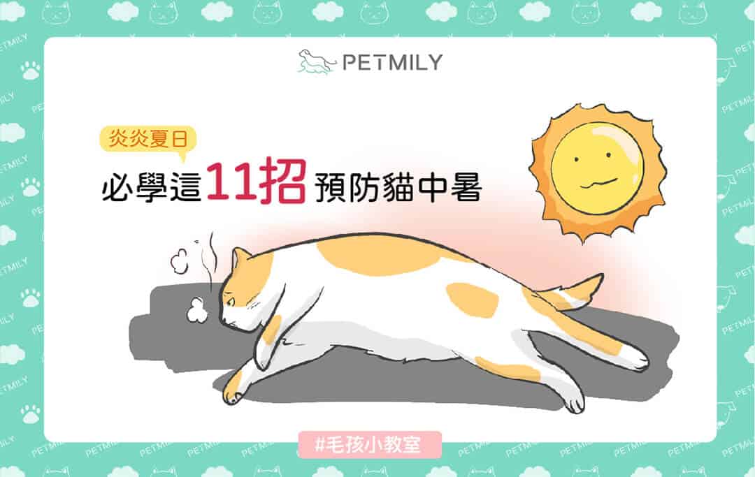炎炎夏日，必學這11招預防貓中暑 ！