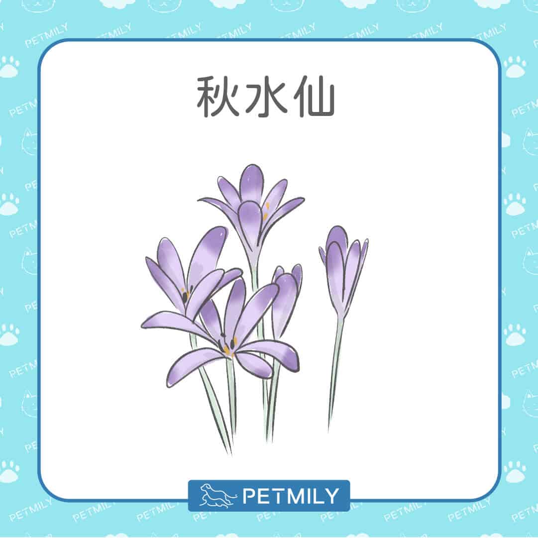 必知！12種居家常見有毒植物！