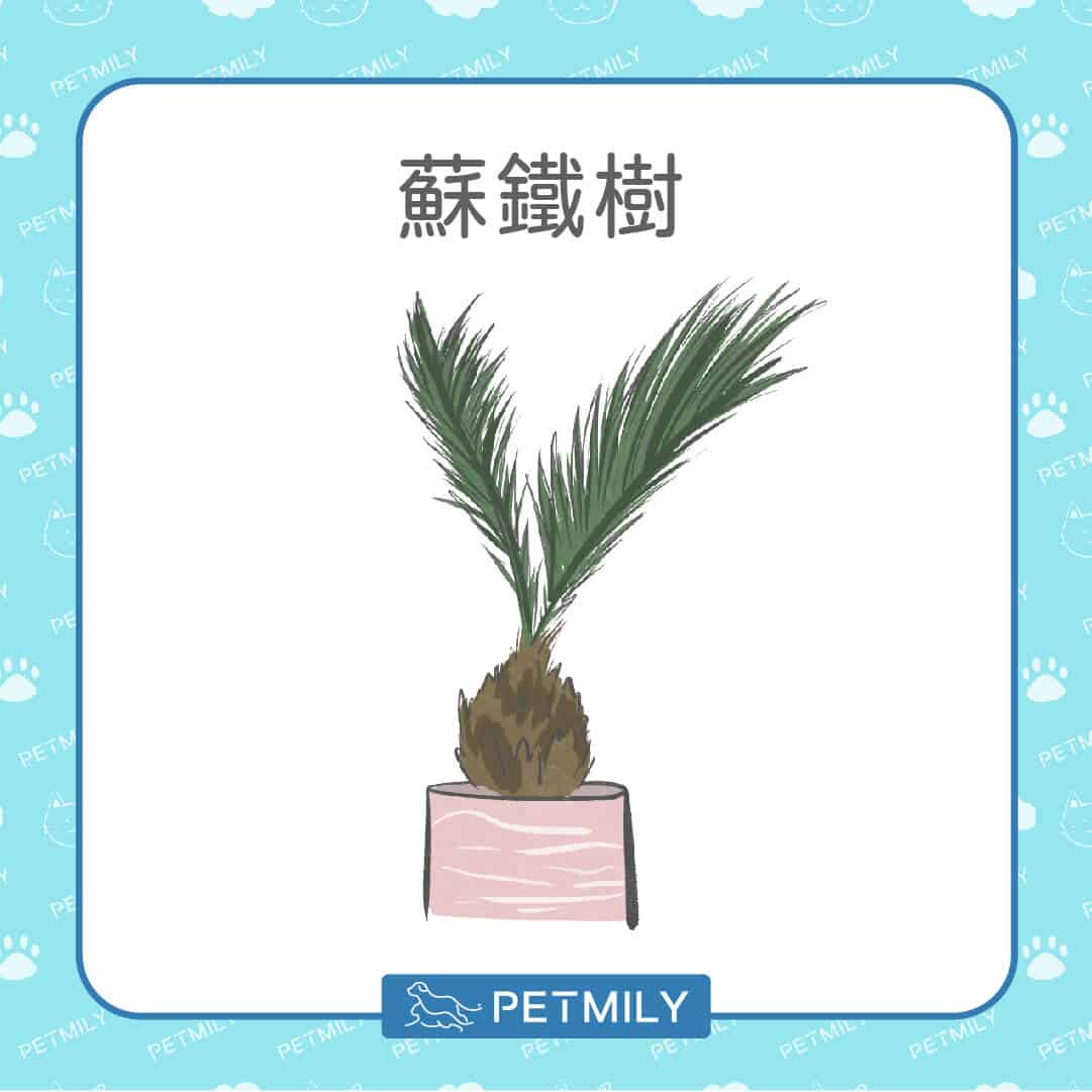 必知！12種居家常見有毒植物！