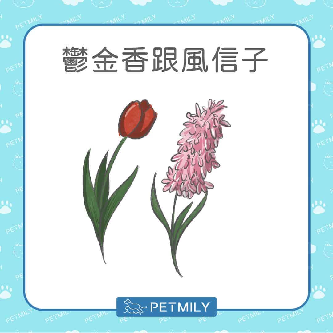必知！12種居家常見有毒植物！