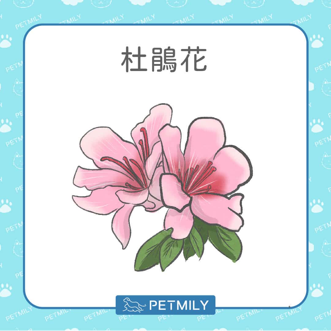 必知！12種居家常見有毒植物！