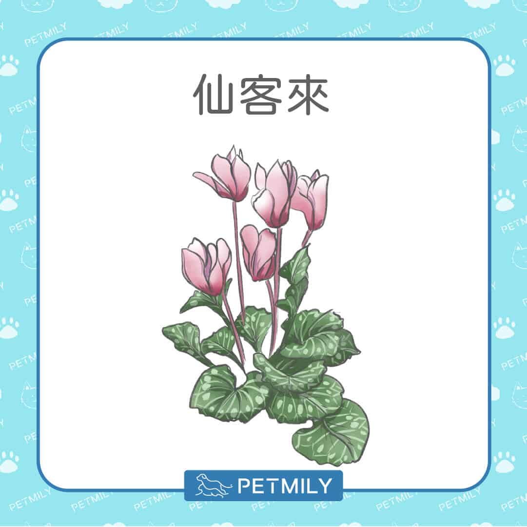 必知！12種居家常見有毒植物！