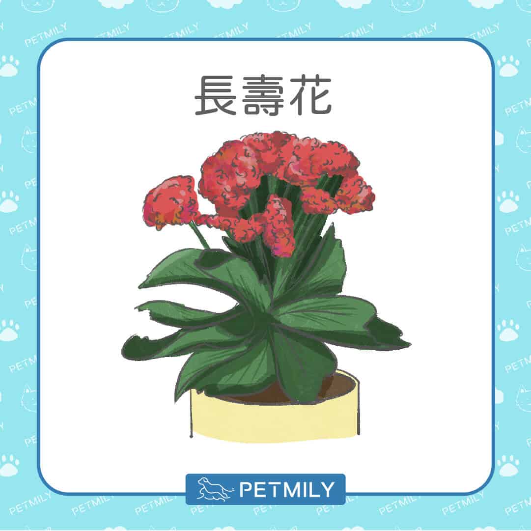 必知！12種居家常見有毒植物！