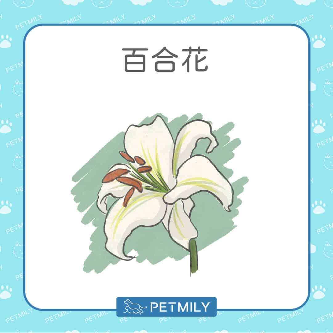 必知！12種居家常見有毒植物！