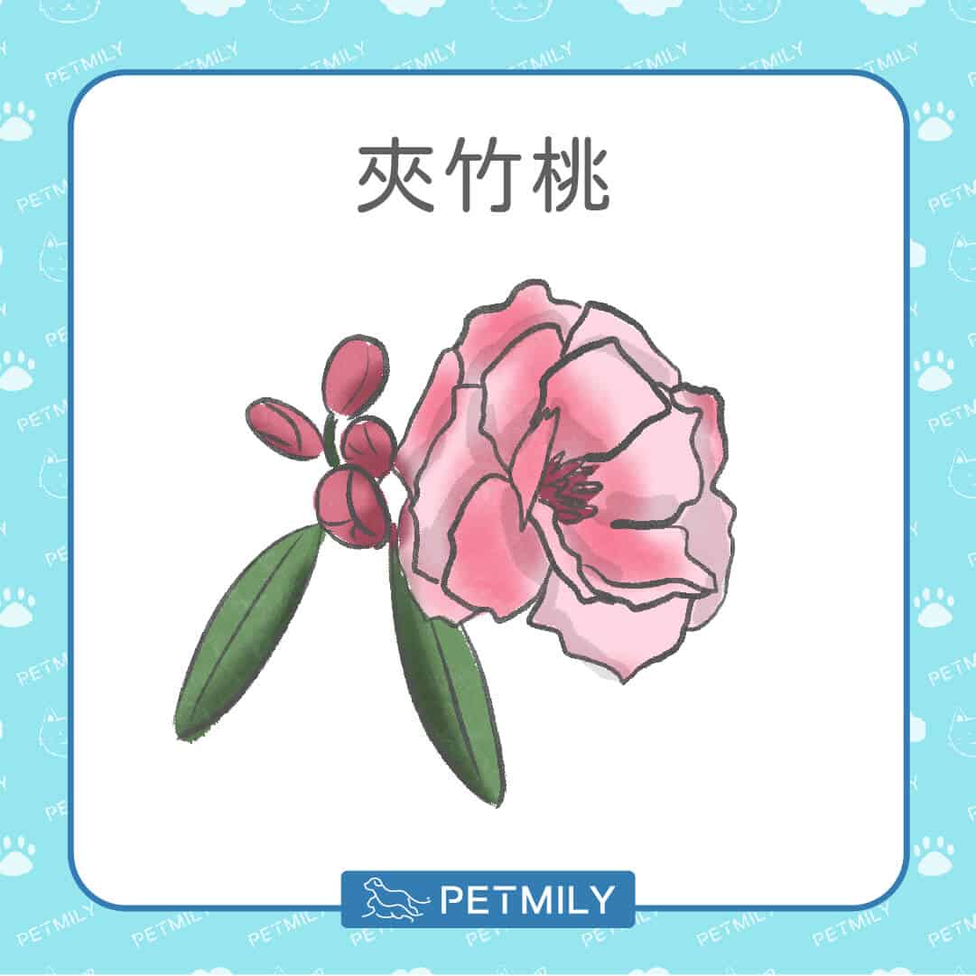 必知！12種居家常見有毒植物！