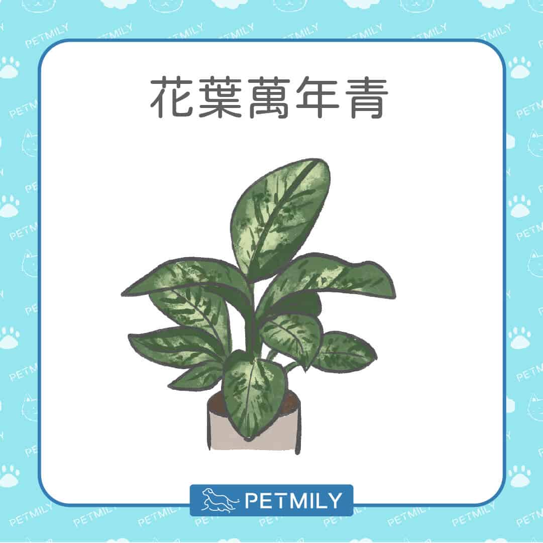 必知！12種居家常見有毒植物！