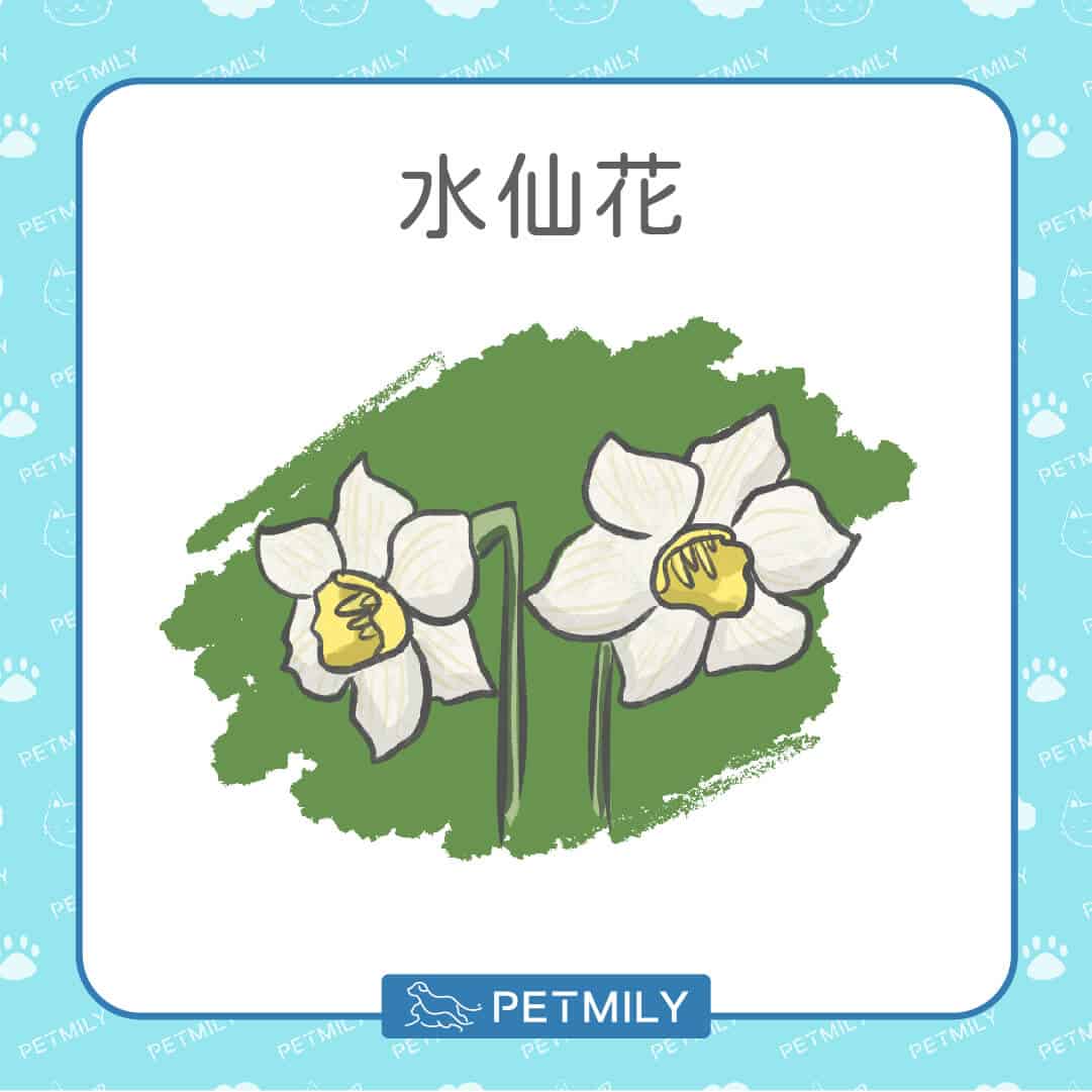 必知！12種居家常見有毒植物！