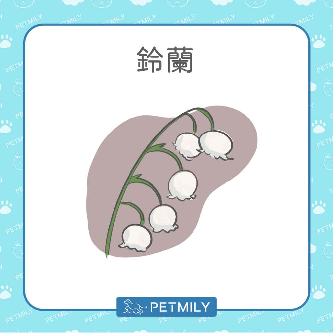 必知！12種居家常見有毒植物！