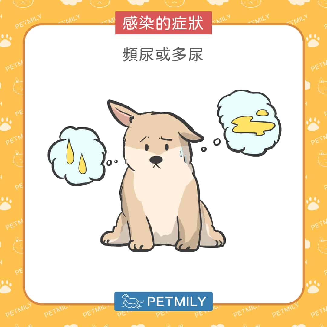 狗狗愛憋尿怎麼辦？蔓越莓保健3招守護泌尿道健康！
