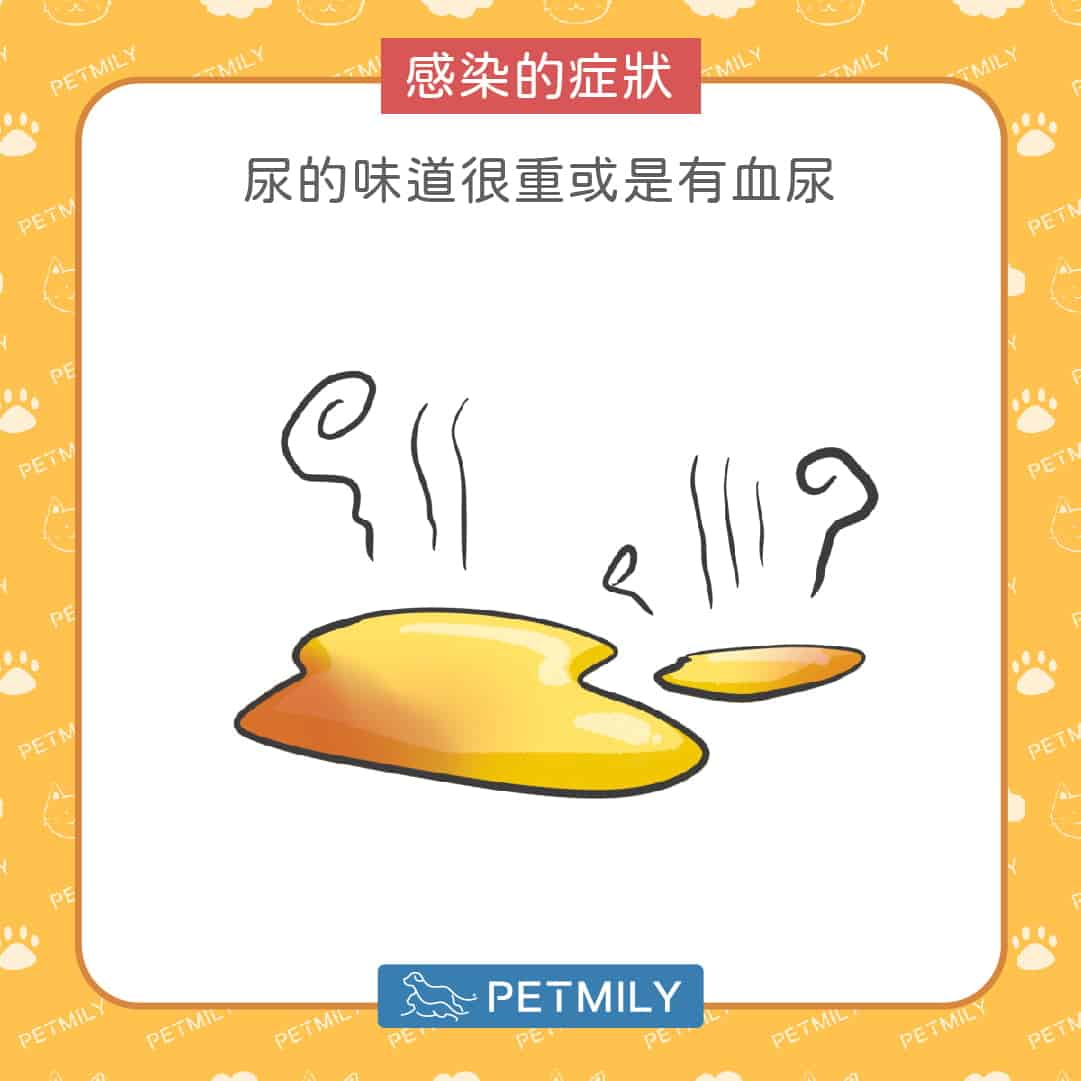 狗狗愛憋尿怎麼辦？蔓越莓保健3招守護泌尿道健康！