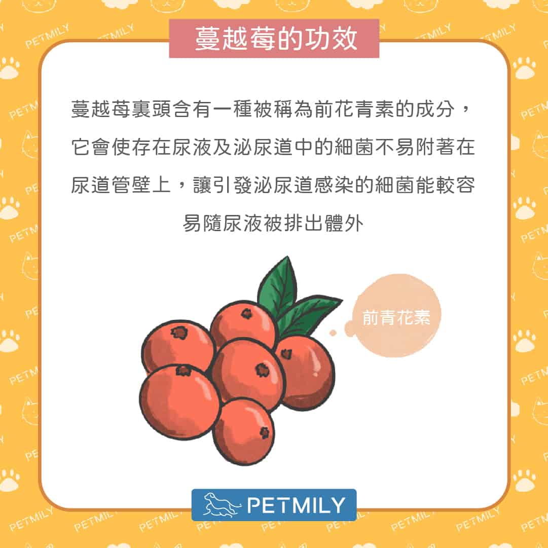 狗狗愛憋尿怎麼辦？蔓越莓保健3招守護泌尿道健康！