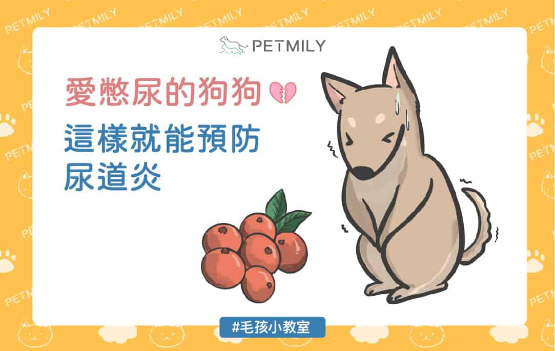 狗狗愛憋尿怎麼辦？蔓越莓保健3招守護泌尿道健康！