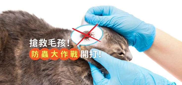 蟲蟲危機怎麼辦？掌握預防3招＋了解寵物險醫療保障！