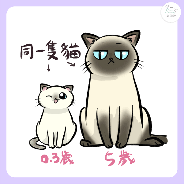 暹羅貓換季會變色？2個原因解密「重點色塊」的神奇機制！