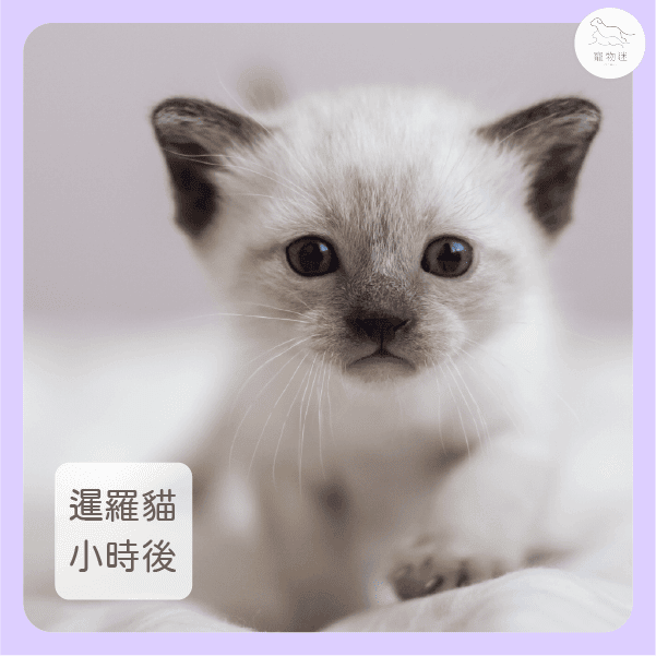 暹羅貓換季會變色？2個原因解密「重點色塊」的神奇機制！