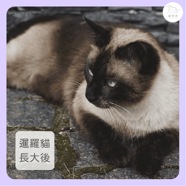 暹羅貓換季會變色？2個原因解密「重點色塊」的神奇機制！