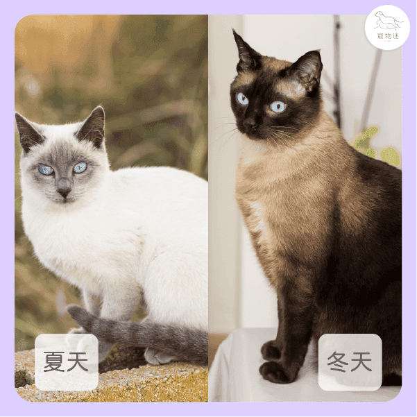 暹羅貓換季會變色？2個原因解密「重點色塊」的神奇機制！
