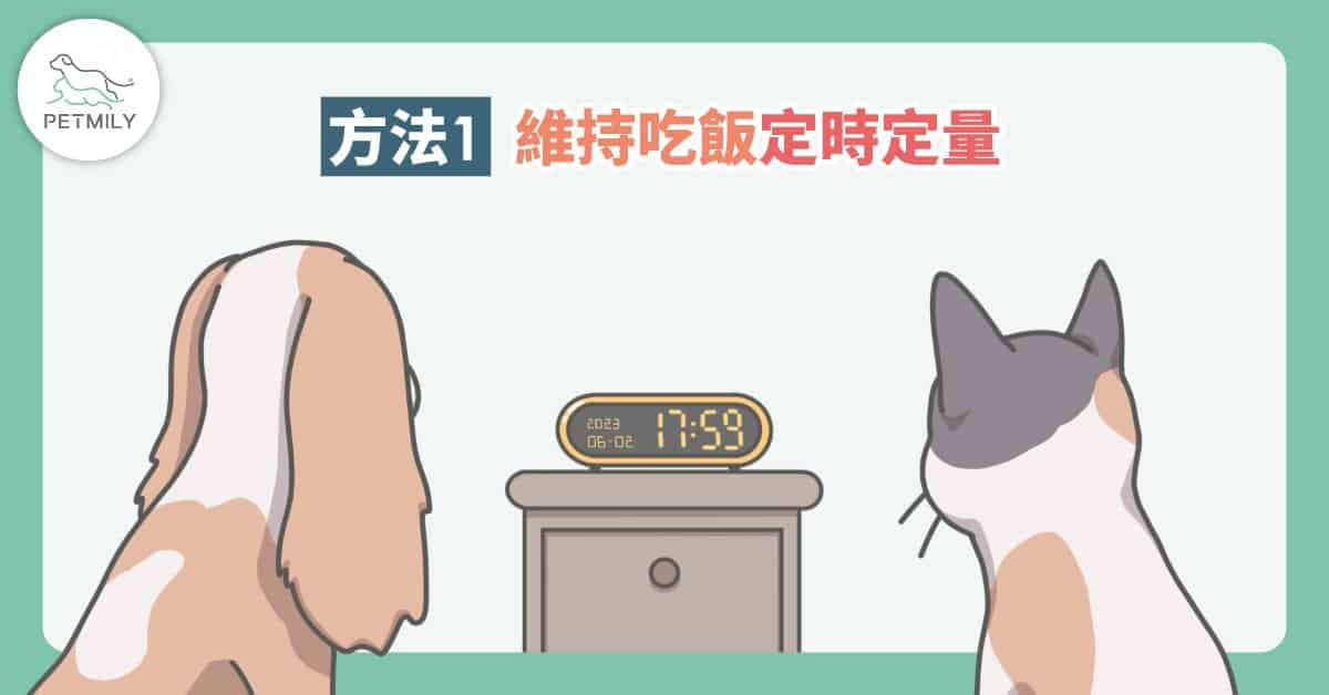 毛孩夏日食慾不振了嗎？快用4大方法讓吃飯變得有趣又美味