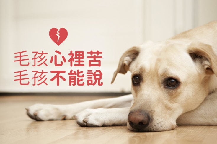 毛孩也有情緒創傷？解析寵物心理治療3大重點與補貼資訊！