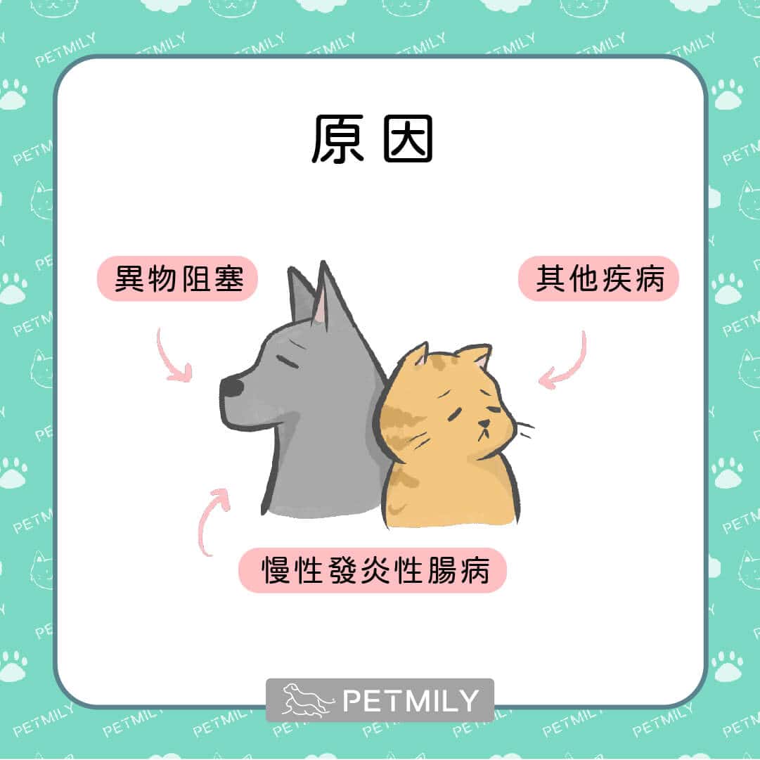 毛孩腸胃不適該怎麼辦？7個常見原因與照護建議！