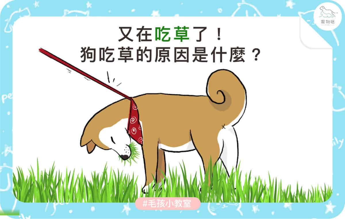 狗吃草的4大可能原因＋改善方法，飼主該不該阻止？