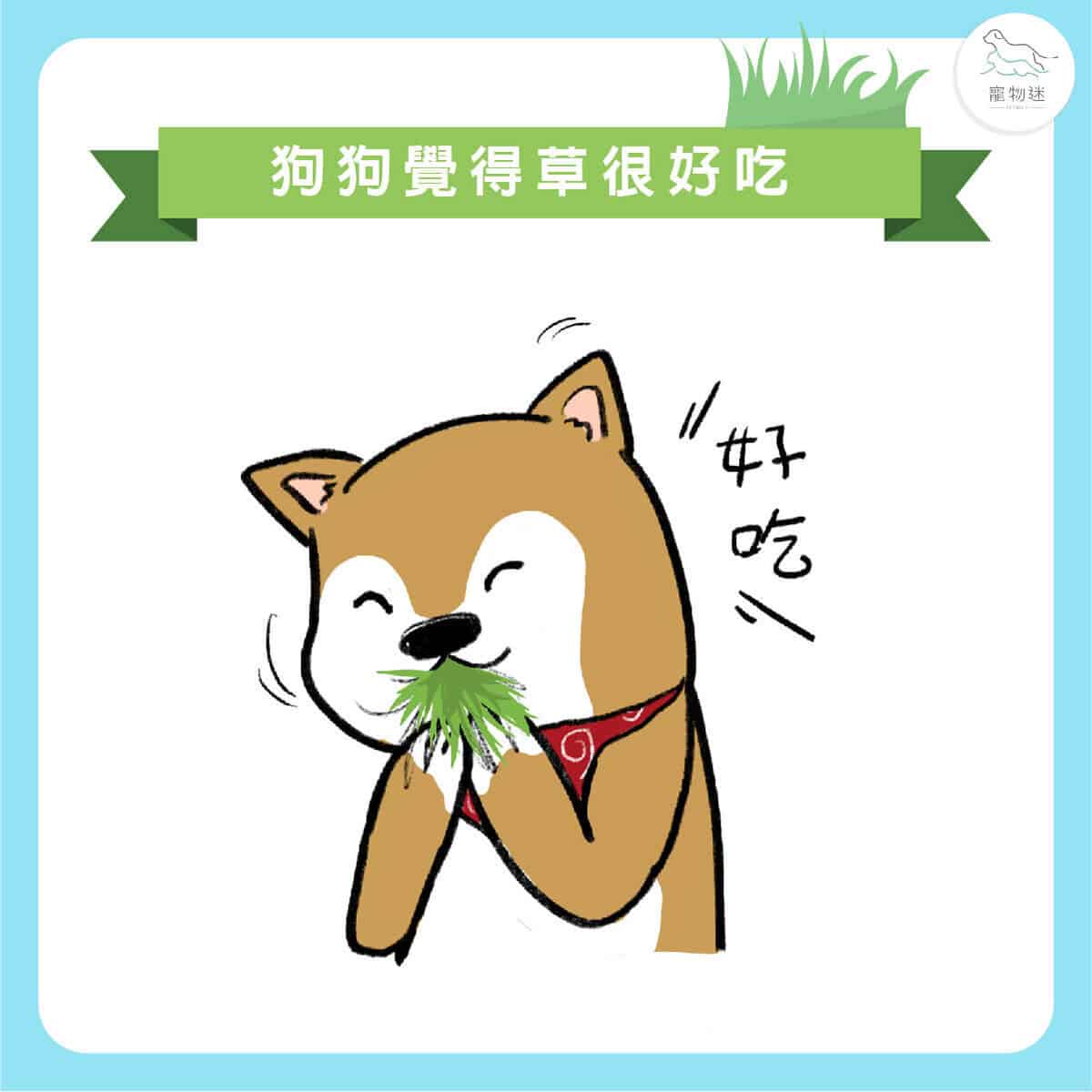 狗吃草的4大可能原因+改善方法,飼主該不該阻止? 1 狗吃草的4大可能原因+改善方法,飼主該不該阻止?