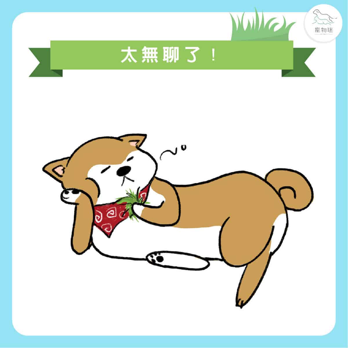 狗吃草的4大可能原因+改善方法,飼主該不該阻止? 2 狗吃草的4大可能原因+改善方法,飼主該不該阻止?