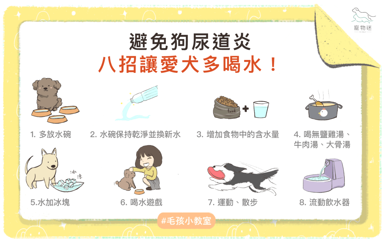 避免狗尿道炎，8招讓愛犬多喝水！