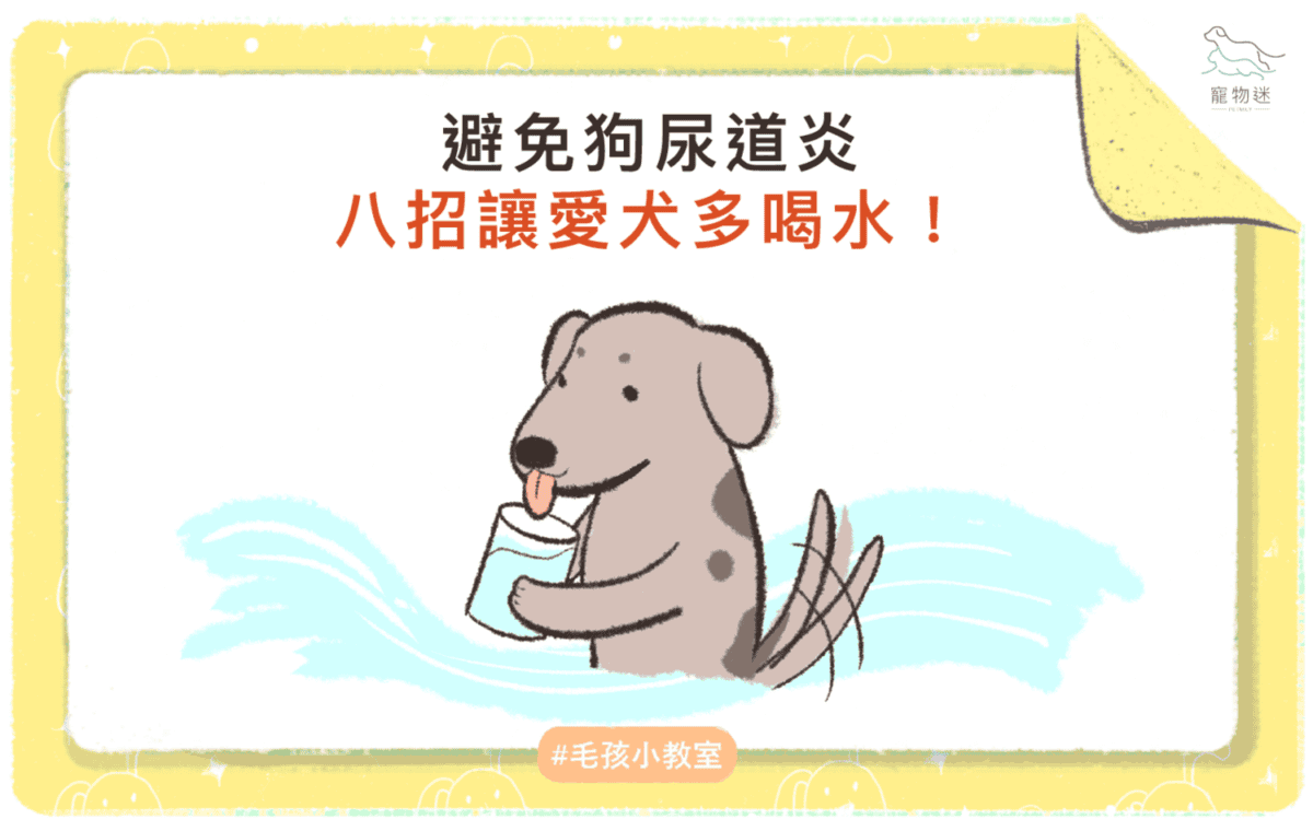 避免狗尿道炎，8招讓愛犬多喝水！