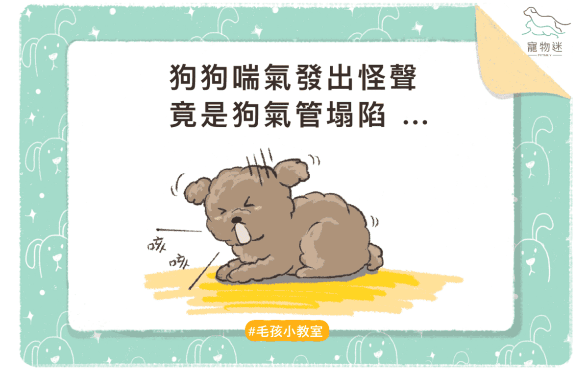 狗氣管塌陷4大常見情況與4種症狀，飼主該如何照顧？