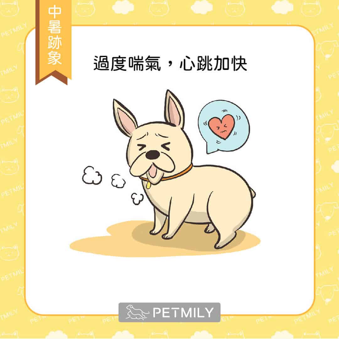 狗爸媽注意觀察，毛孩中暑的6大跡象