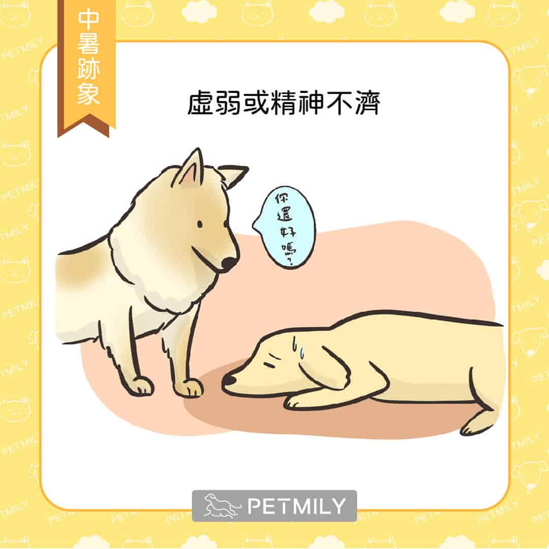 狗爸媽注意觀察，毛孩中暑的6大跡象