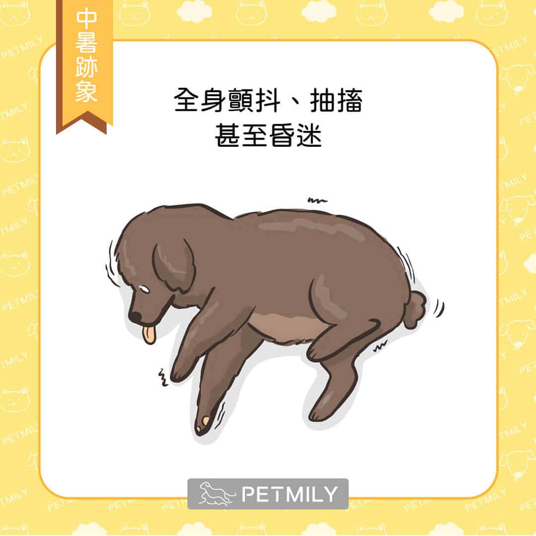 狗爸媽注意觀察，毛孩中暑的6大跡象