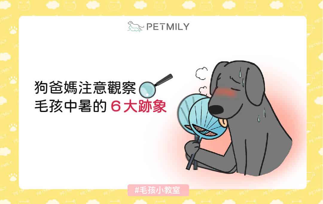 狗爸媽注意觀察，毛孩中暑的6大跡象