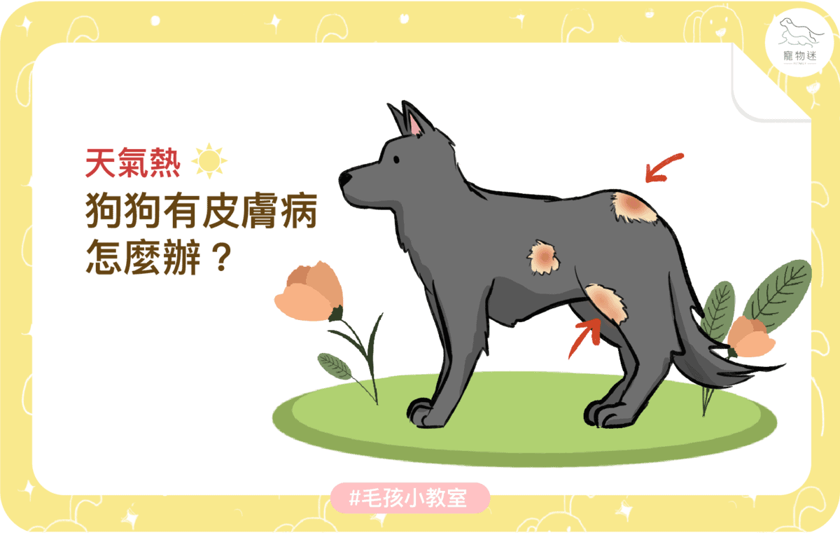 狗狗夏天皮膚癢怎麼辦？3大常見原因＋日常護理建議一次看！
