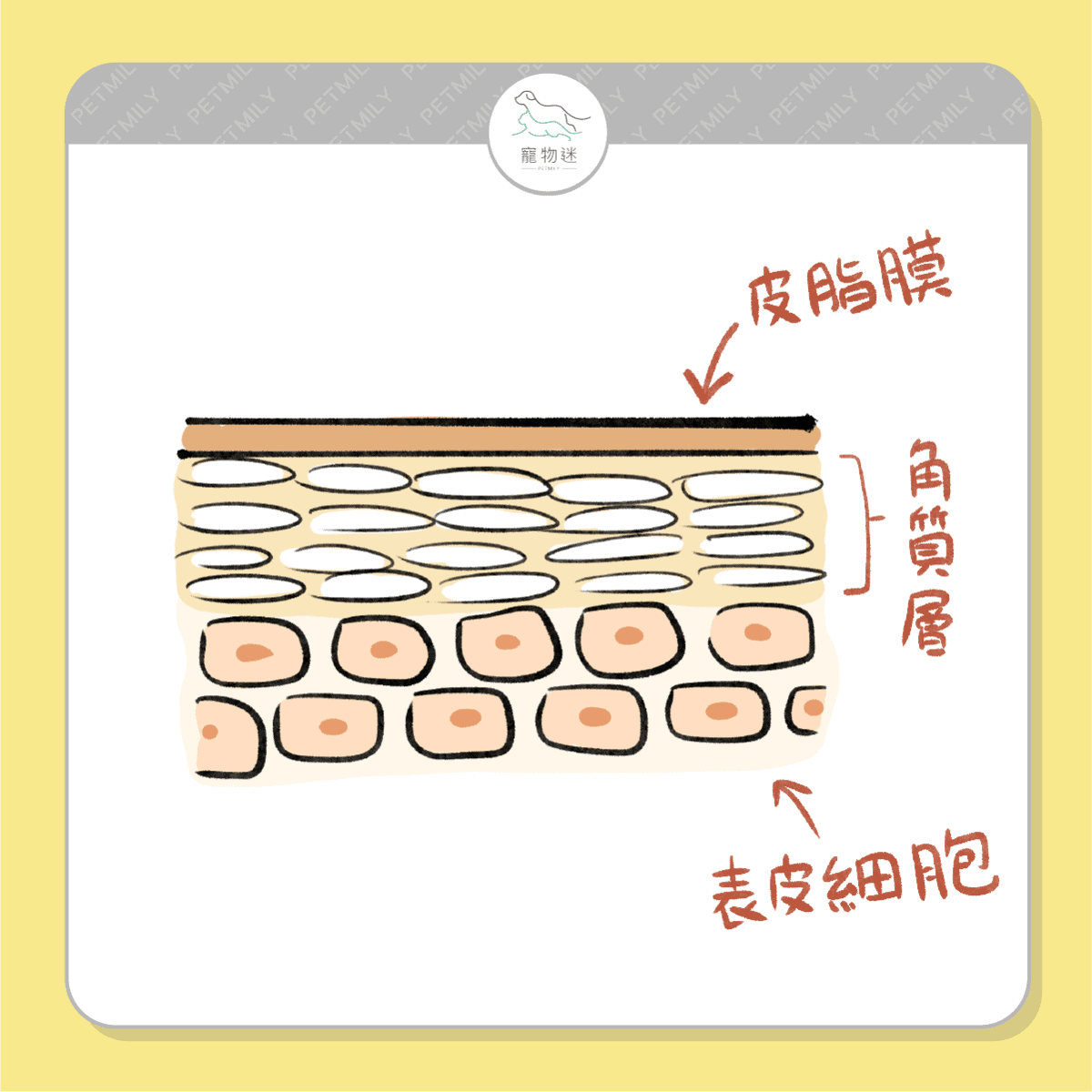狗狗夏天皮膚癢怎麼辦？3大常見原因＋日常護理建議一次看！